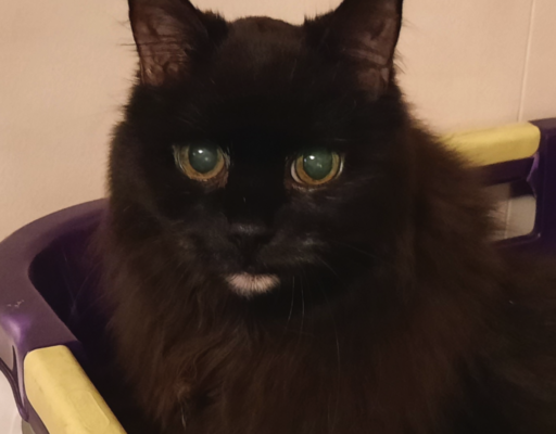 BellenPaws.com - Blackie in Laundry Basket