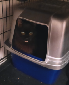 Blackie and the Litter Box