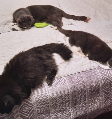 Senior Pets Already Know How to Be Pets: Why That Matters More Than You Think