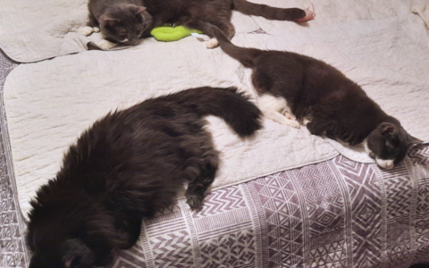 Senior Pets Already Know How to Be Pets: Why That Matters More Than You Think