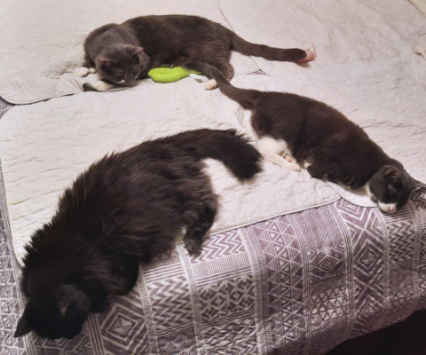 Senior Pets Already Know How to Be Pets: Why That Matters More Than You Think