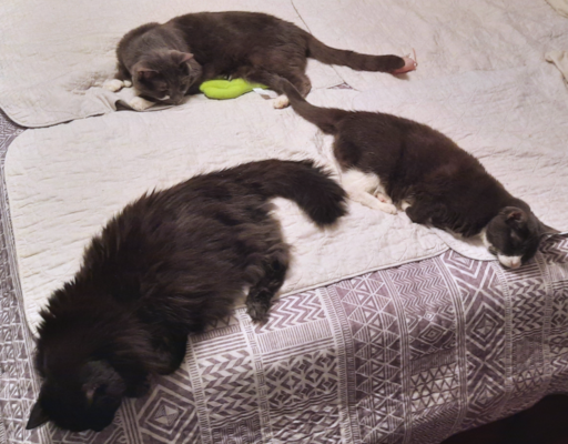 BellenPaws.com - Blackie, Paws and Belle on Bed