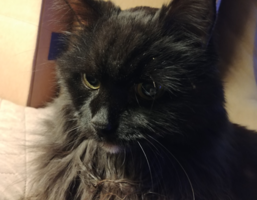 Blackie Poses for Pics