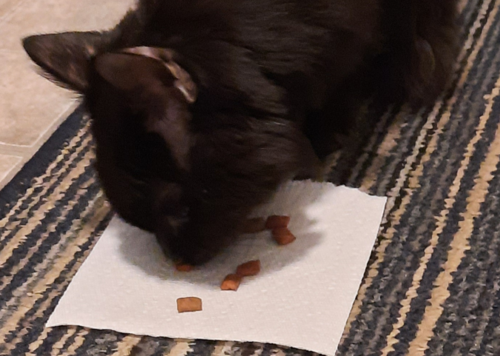 Blackie Snacking
