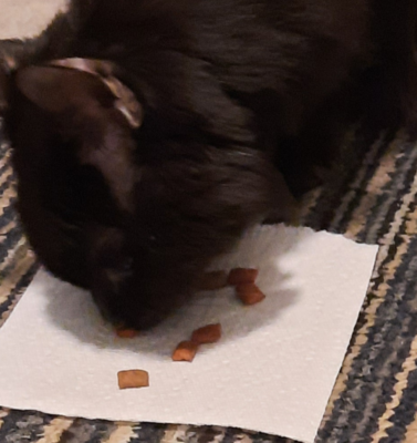 Reading Pet Food Labels: Deciphering the Ingredients List