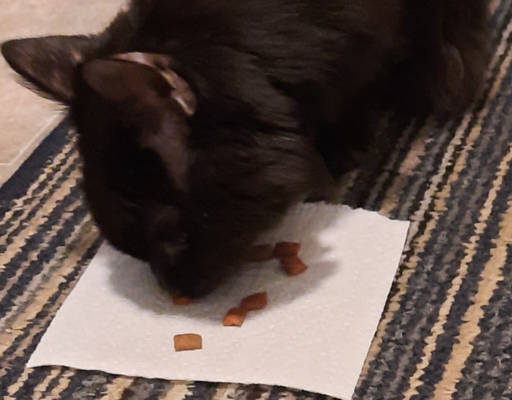 Blackie Snacking