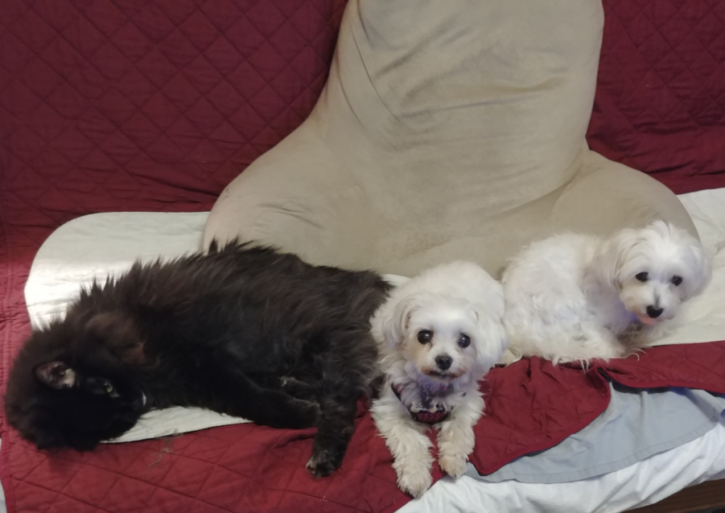 Blackie, Sophie, and Bella