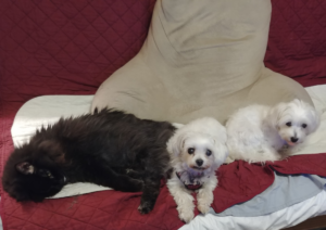 Blackie, Sophie, and Bella
