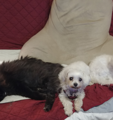 When Love Meets Reality: Understanding the Ethics Behind Commercial Pet Breeding