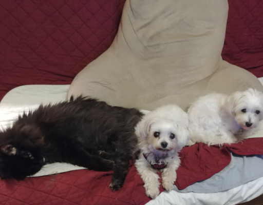 Blackie, Sophie, and Bella