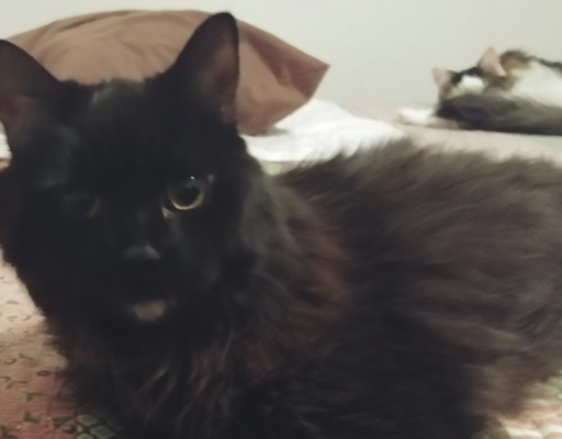 BellenPaws.com - Blackie Staring