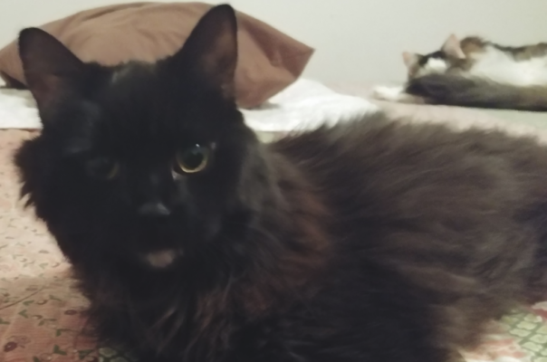 Kidney Disease in Senior Cats: Slowing Progression With Daily Care