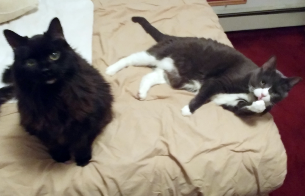 Blackie With Belle Bathing