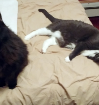 Using Coconut Oil for Hairballs and Cognitive Support in Pets