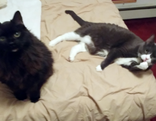 Blackie With Belle Bathing