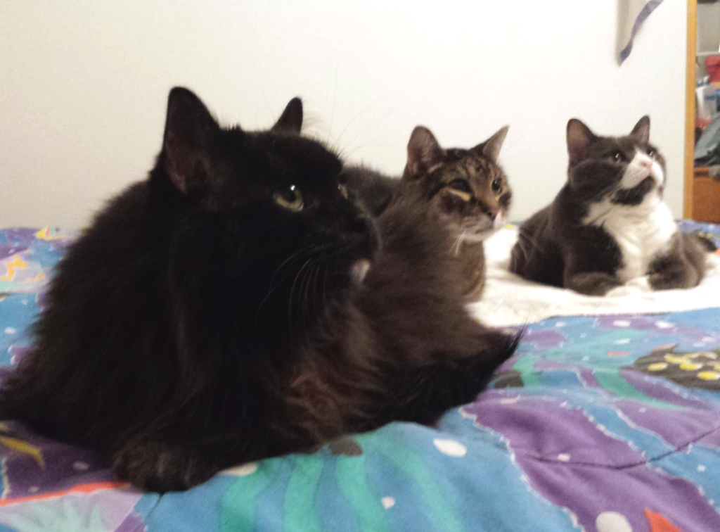 Blackie, Zippy, and Belle Waiting for Bed