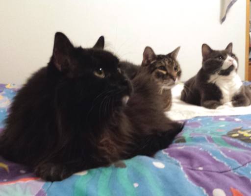 Blackie, Zippy, and Belle Waiting for Bed