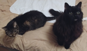 Blackie and Zippy on Bed