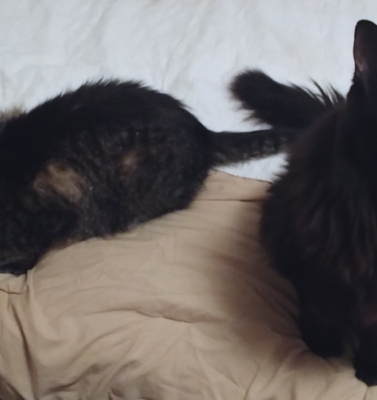 Recognizing the Subtle Signs of Joint Pain in Cats and Dogs
