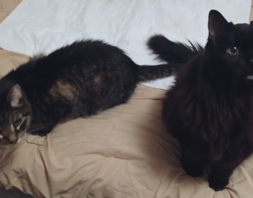 Blackie and Zippy on Bed
