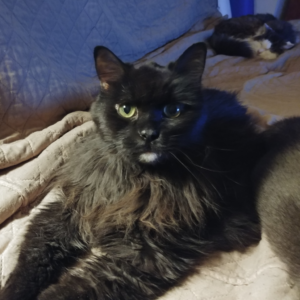 BellenPaws.com - Blackie and Bubbles