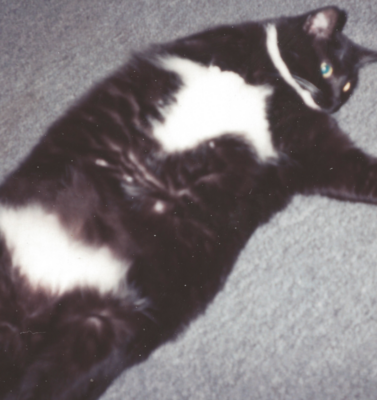 Managing Obesity Without Starving Your Best Friend