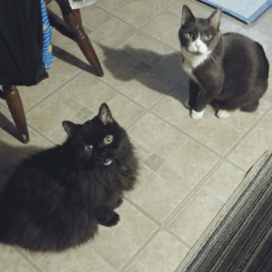 BellenPaws.com - Belle and Brackers Waiting