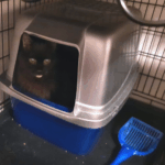 BellenPaws.com - Brackers in his box again