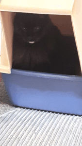 BellenPaws.com - Brackers in his Box 3