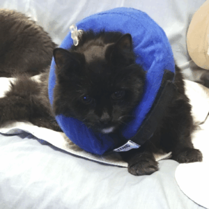 BellenPaws.com - Brackers Pillow