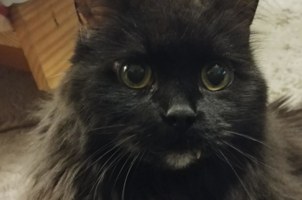 Understanding Feline Lifespan And The Nine Lives Myth