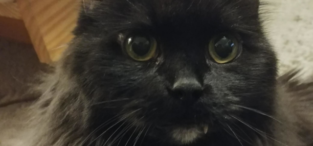 Understanding Feline Lifespan And The Nine Lives Myth