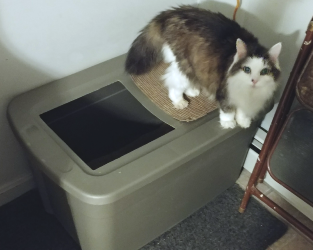 Bubbles at the Litter Box