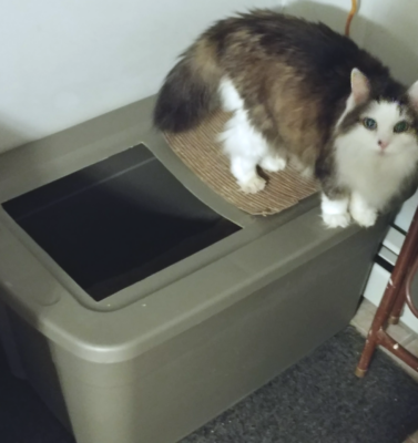 Litter Box Makeovers for the Stiff or Picky Cat