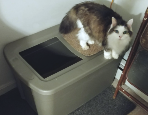 Bubbles at the Litter Box