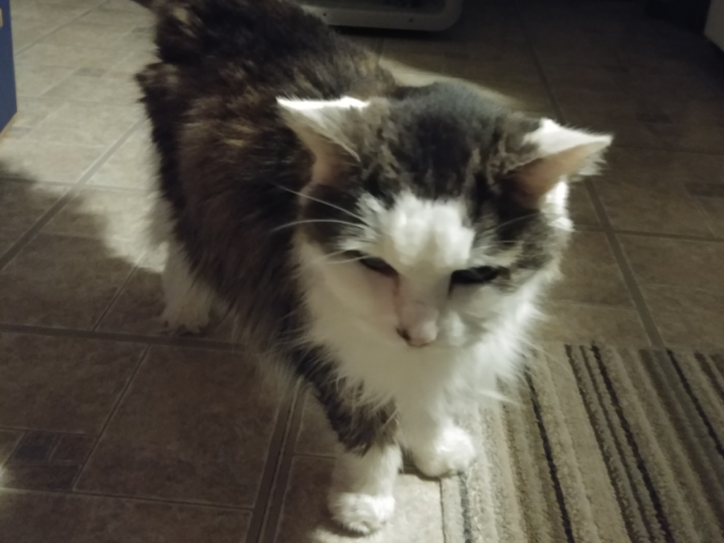 Bubbles Checking Out the Floor