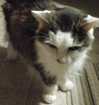 Transitioning an Outdoor Cat to an Indoor Lifestyle Safely
