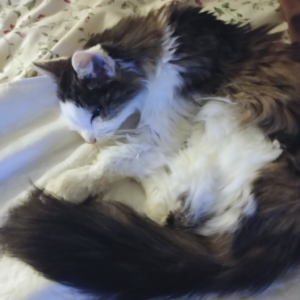 BellenPaws.com - Bubbles feeling sick