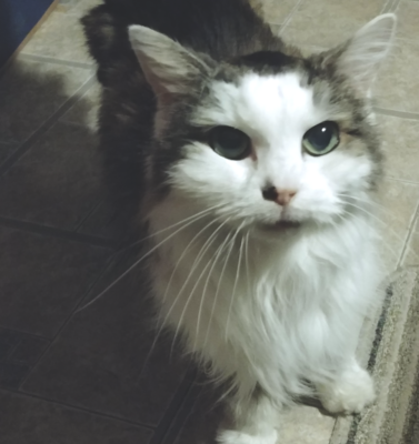 Understanding the Confusion Around Outdoor Cats