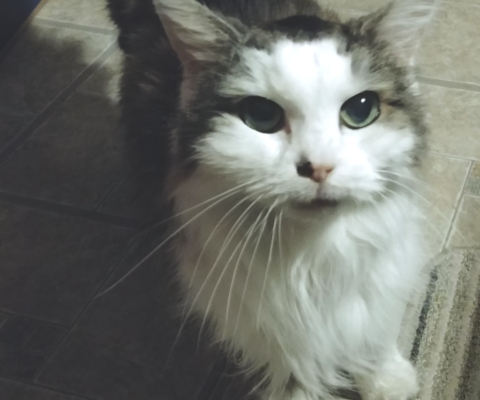 When the Clock Lives in Their Hearts: Why Pets Always Seem to Know the Time