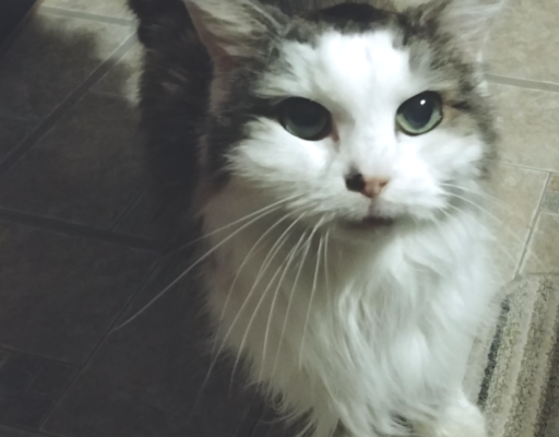 BellenPaws.com - Bubbles Following around