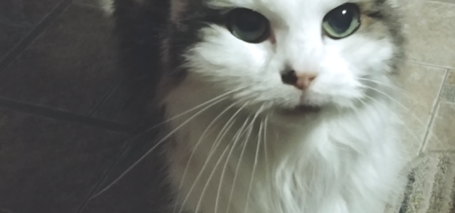 Transitioning a Semi-Feral Cat Into Indoor Life