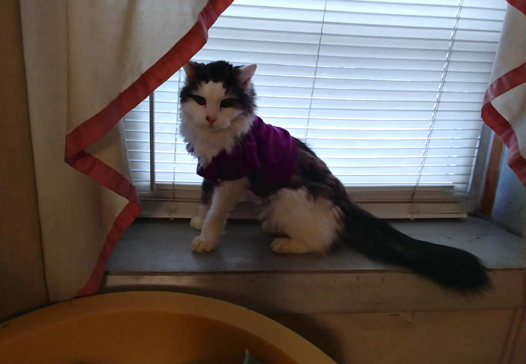 Bubbles in Her Shirt for Diapers