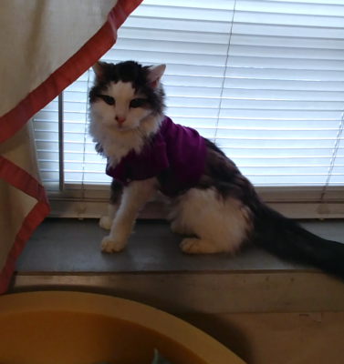 Sewing Washable Pet Diapers and Belly Bands