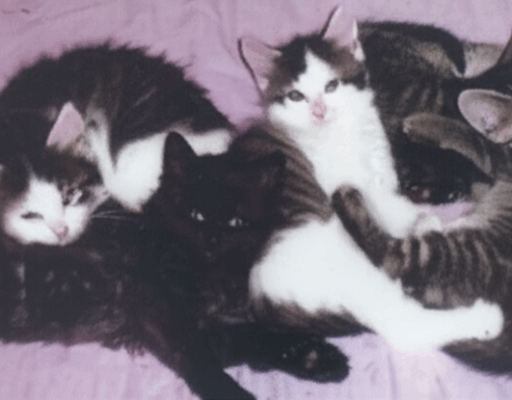 BellenPaws.com - Bubbles Litter