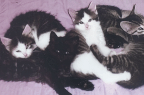 Bubbles: From Fearful Feral to Found Family – An Unexpected Lesson in Love and Litter Boxes