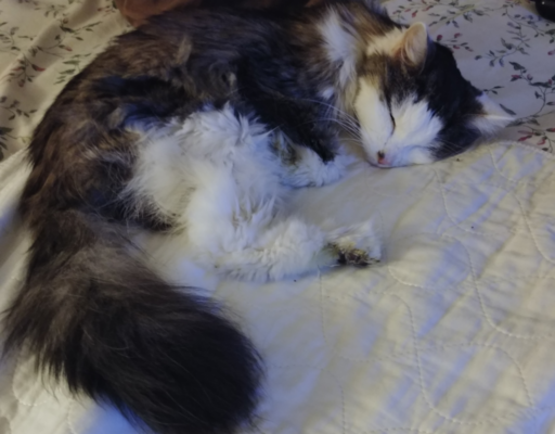 Bubbles Sleeping Image 2