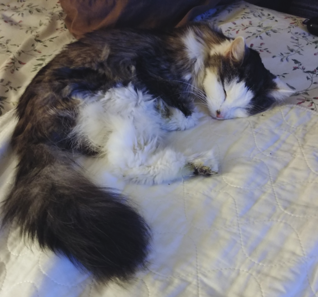 Bubbles Sleeping Again