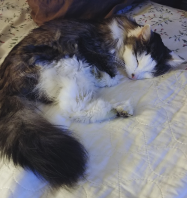 The Joy of Slow Walks and Long Naps: Adjusting Your Expectations