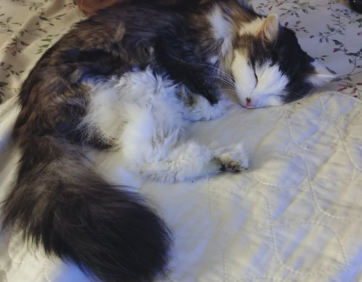 Bubbles Sleeping Again